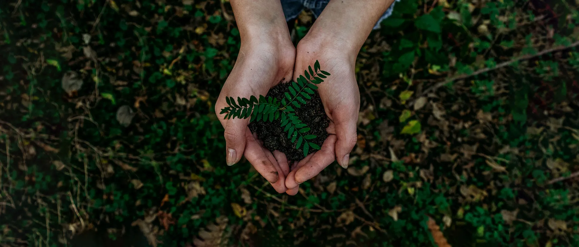 développement durable