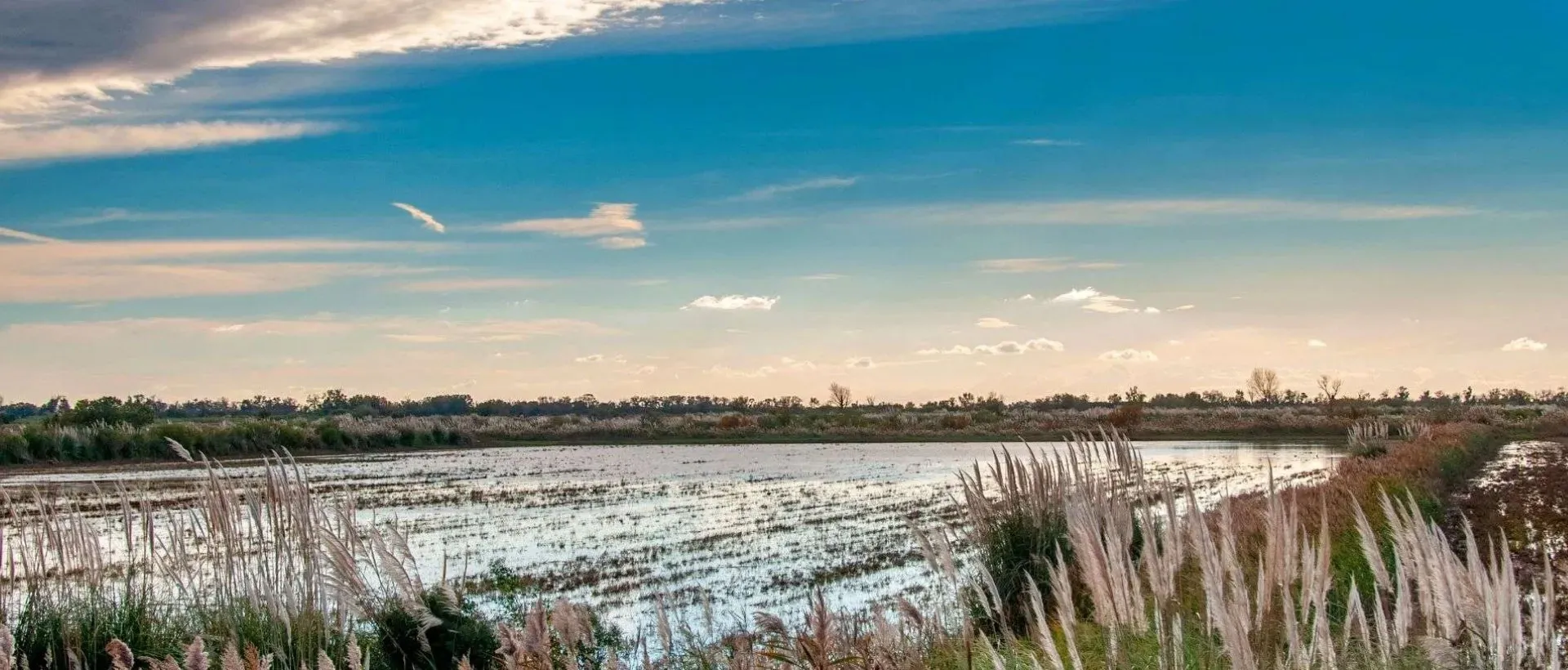 Port camargue