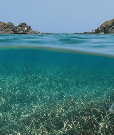 cover-article-alliance-posidonia