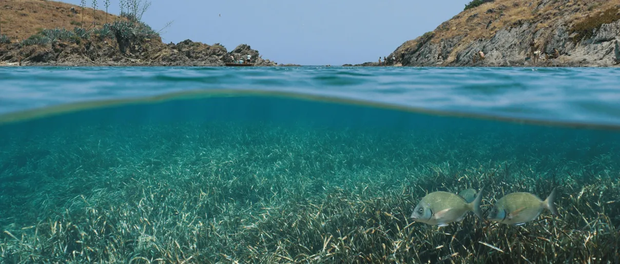 cover-article-alliance-posidonia