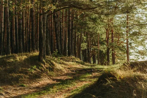 DELPHIA_BRANDIMAGE_FOREST