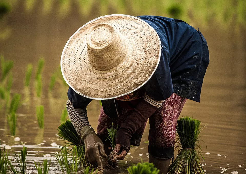 agriculteur fair trade